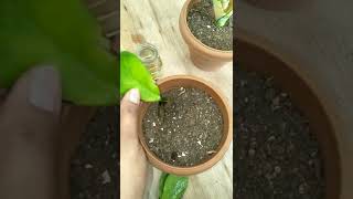 propagate ZZ plant plant at home by cutting plant propagation [upl. by Bradford]