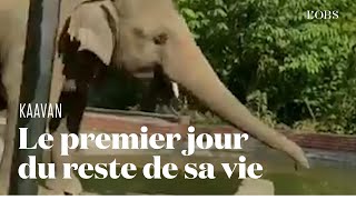 Lémouvant sauvetage de léléphant Kaavan le protégé de Cher [upl. by Switzer]