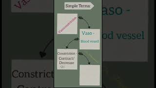 Simple Terms homeostasis vasoconstriction Vasodilation [upl. by Ahsaetal]