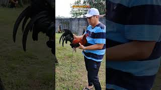 Part 2 Update sa ating munting manukan 🐓 [upl. by Hasheem]