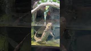 Chinese Crocodile Lizard at Disney’s Animal Kingdom🦎 shorts animalkingdom crocodile lizard [upl. by Constantin605]