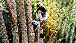 Cute Dancing Sifaka Lemurs [upl. by Pronty596]