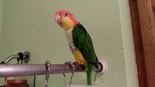 Ollie the Caique Singing in the Shower [upl. by Frame]