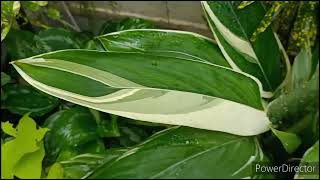 Variegated Arrow Root Maranta Arundinacea plant about to go in dormancy Do not worry [upl. by Gebhardt183]