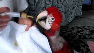 Green Wing Macaw Baby Feeding [upl. by Imray]