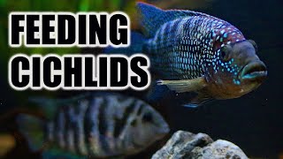 Feeding All Our Cichlids  What to Feed How Often amp Best Food [upl. by Ibloc]