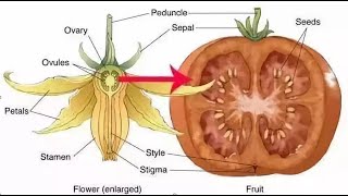 Fertilization  Fruit amp Seed Development [upl. by Nnylireg63]