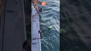 Ocean Coho fishing trolling fishing ocean [upl. by Latsyrhc]