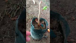 Small Mulberry🌱Plant From🌿Cutting🍇Fruiting shortvideo shorts fruit mulberryfruit nature new [upl. by Lovmilla]