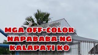 MGA OFFCOLOR NAPA BABA NG KALAPATI KO Reggie Cruz Loft amp Aviary reggiecruzloftandaviary [upl. by Ithsav258]