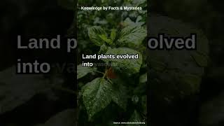 The Evolution of Land Plants From Water to Land [upl. by Sarajane]