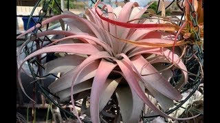 Tillandsia Air Plants Collection and Information [upl. by Pearl]