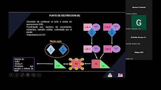 Control del Ciclo Celular [upl. by Okihcim183]