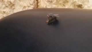 How do flies mate HD [upl. by Ardnasak]