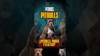 La Verdadera Naturaleza del Pitbull Fuerza Lealtad y Carácter [upl. by Acherman297]