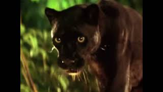 Bagheera Mowgli amp Baloo Sounds [upl. by Doris]