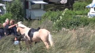 NC Icelandic Horses 2012 P1 [upl. by Enitnatsnoc]