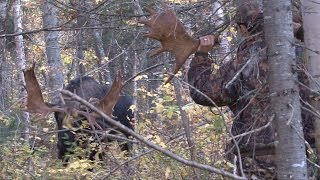 Buck Orignal qui recoit une surprise de Éric Marchand avec Chassomaniak [upl. by Sedgewinn441]