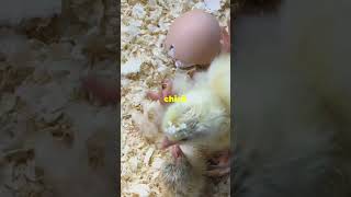 Watch the Miracle of Life Egg Hatching TimeLapse [upl. by Florinda]