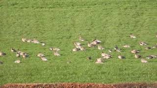 Pinkfooted Geese amp Whooper Swans  Slamanan  16112024 [upl. by Aciraj]