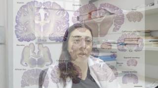 Neuroanatomia memória aprendizagem e educação [upl. by Adaner]