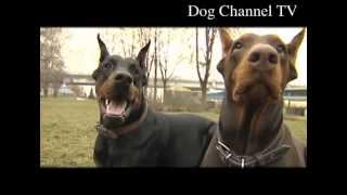 Doberman An introduction to the breed [upl. by Aket528]