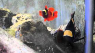 Gold Stripe Maroon Clownfish pairing  Premnas biaculeatus [upl. by Pincas92]