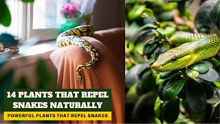 14 Snake Repellent Plants Plants that Repel Snakes Naturally [upl. by Andrien]