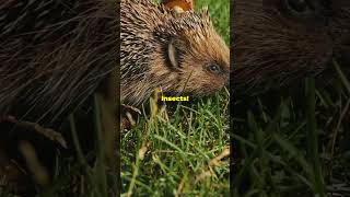 5 Amazing 🫢Facts About African Pygmy Hedgehogs 🦔 naturelovers cat inspirational [upl. by Sokul774]