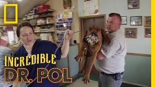 Bloodhounds vs Porcupine  The Incredible Dr Pol [upl. by Kopp]