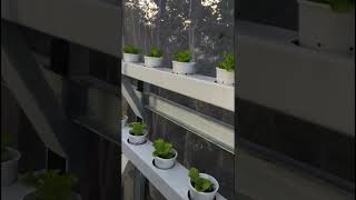 TRASNPLANTED LETTUCE hydroponiclettuce hydroponics hydroponicfarming lettuce lettucefarming [upl. by Anitnas896]