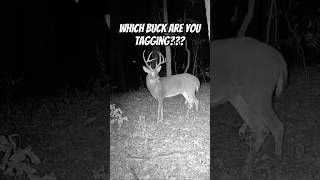 Which buck are you tagging deer deerhunting whitetailbucks bucks music shorts bowhunting [upl. by Aedni]