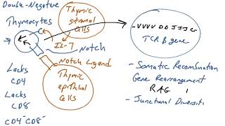 15T cell development [upl. by Neelrad]