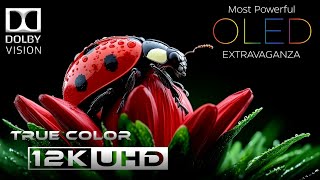 Most Powerful OLED Extravaganza in HDR 12K Dolby Vision™ 120FPS  2024 Dolby Atmos 51 [upl. by Fernas455]