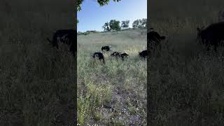 Pygmy Goats are excited for the Summer ☀️ happygoats babygoats [upl. by Eelrefinnej]