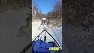 Dog Sledding in Listvyanka Irkutsk Oblast Russia [upl. by Nyladgam]