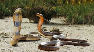 Here is Why King Cobra is called King [upl. by Lillith]