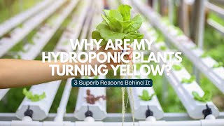 Why Are My Hydroponic Plants Turning Yellow 3 Superb Reasons Behind It hydroponicgarden [upl. by Ainatnas86]