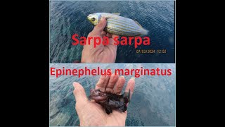 Fishing A little Epinephelus marginatus and a Sarpa salpa was caught [upl. by Nimesh]