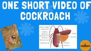 Cockroach  Structural Organisation in Animals  Neet 2025  Bioxplained with Manju [upl. by Roxy]