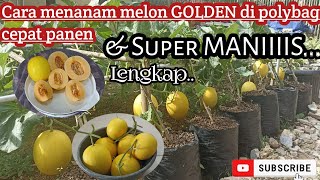 Cara menanam melon di polybag dari biji sampai panen [upl. by Ardnuyek938]