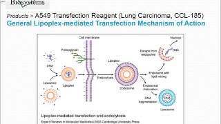 A549 Transfection Reagent [upl. by Stearns]