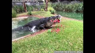 Cranky crocodile eats watermelon in one powerful bite [upl. by Waylan542]