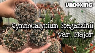 Unboxing Cactus  Gymnocalycium Spegazzinii var Major  Gymnocalycium Collection  Gymno [upl. by Nowahs658]