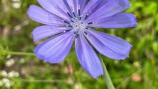 Fiori di Bach  Chicory Cichorium intybus Cicoria Selvatica [upl. by Bayless]