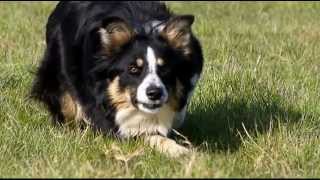 Border Collie en apprentissage au troupeau [upl. by Emmerie]