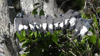 Whitebreasted Woodswallow Hervey Bay Qld [upl. by Schiffman431]