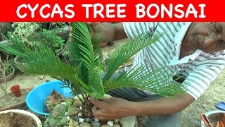 How to bonsai SAGO PalmCYCAS plant  with English Subtitle [upl. by Leontina]