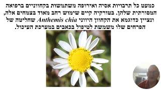 צמחי הבר מהסוג קַחְוָון أقحوان Chamomile Anthemis  דquotר עבּד ל עזבּ [upl. by Nesyt]