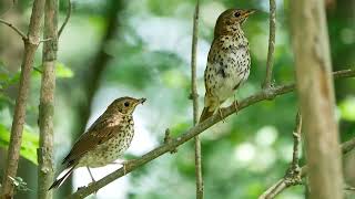 Song Thrush Turdus philomelos pair alarm call  Malpiebeemden Netherlands 1262020 [upl. by Naro]